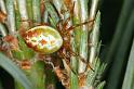 Araniella_displicata_D3009_Z_92_NP De Hoge Veluwe_Nederland